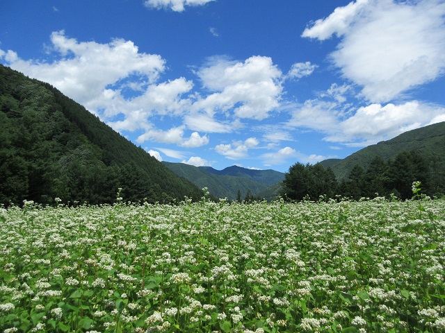 そばの栽培の写真