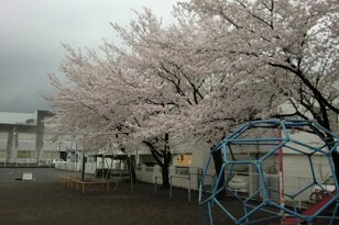 筑摩児童センター満開の桜 写真