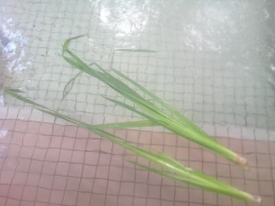 DSCF0011.JPG
