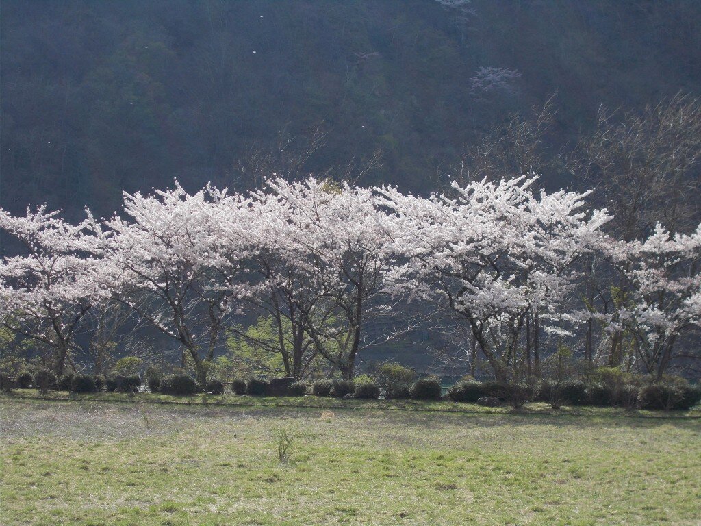 お花見ドライブ1