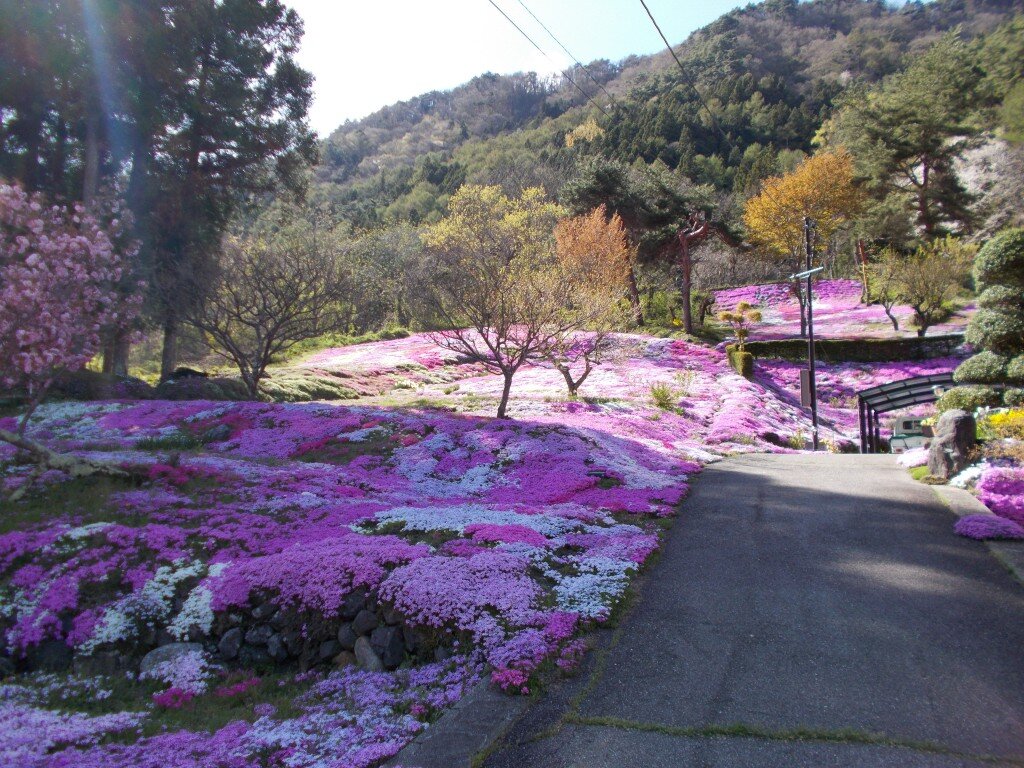 お花見ドライブ3