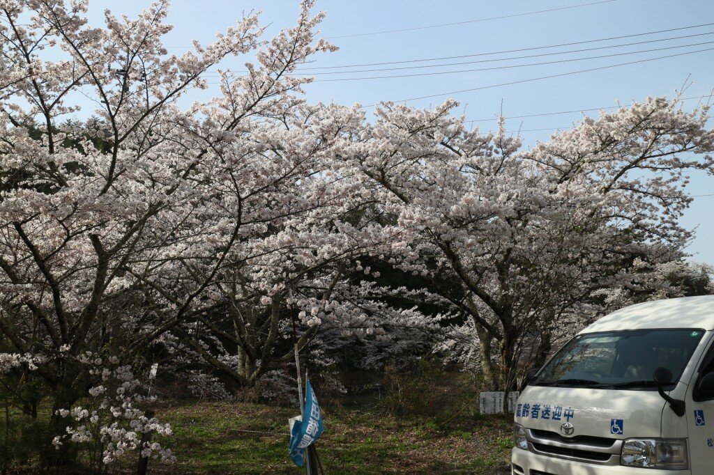 夫婦堤でお花見